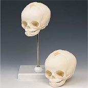 Human Fetal Skull